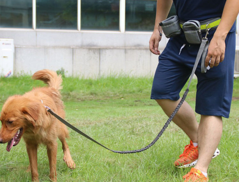 Adjustable Hands Free Dog Leash in Use With a Dog and an Owner