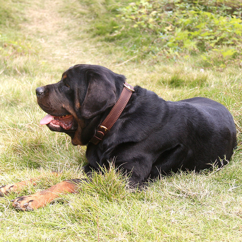 Adjustable leather dog collar in coffee color with secure buckle for dogs dog model shot