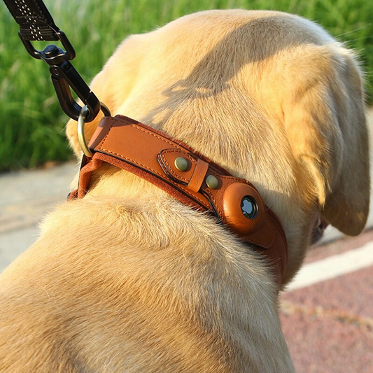 Leather dog collar compatible with apple airtag for pet tracking and safety dog model shot