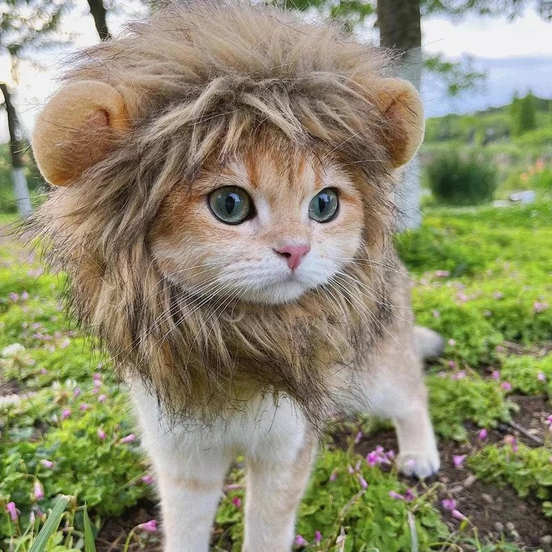 Lion mane costume for cats fluffy pet costume for cats and small dogs cat model shot