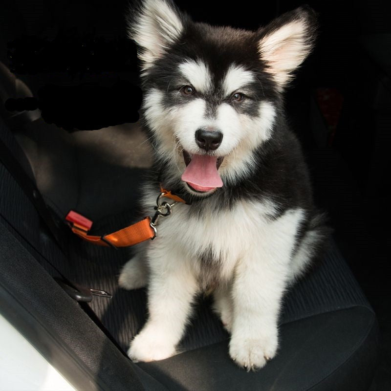 Pet car seat belt adjustable safety strap for dogs to keep pets secure during travel dog model shot