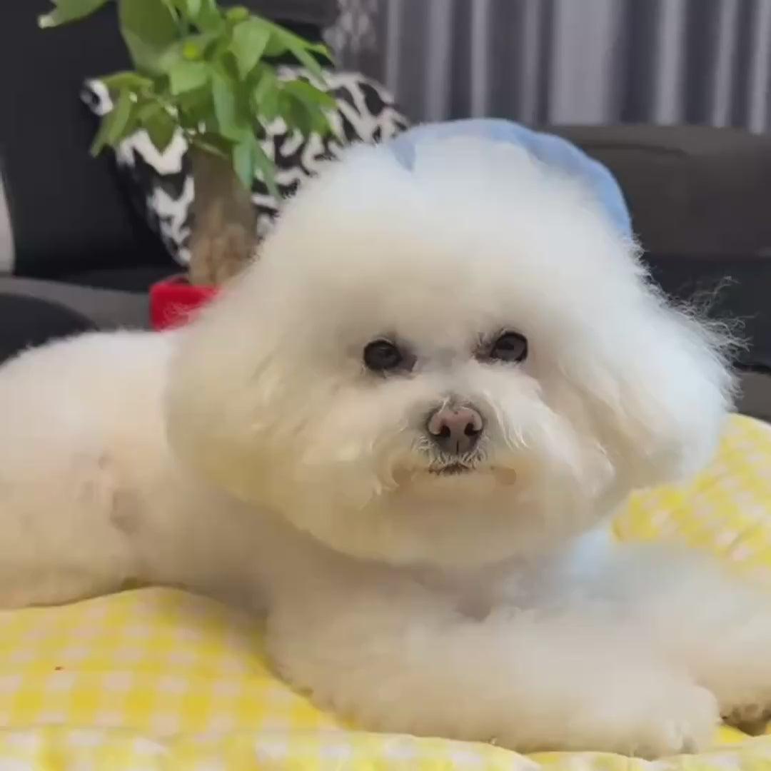 Waterproof pet hair trimmer with led light and quiet cordless design for safe grooming of sensitive areas video