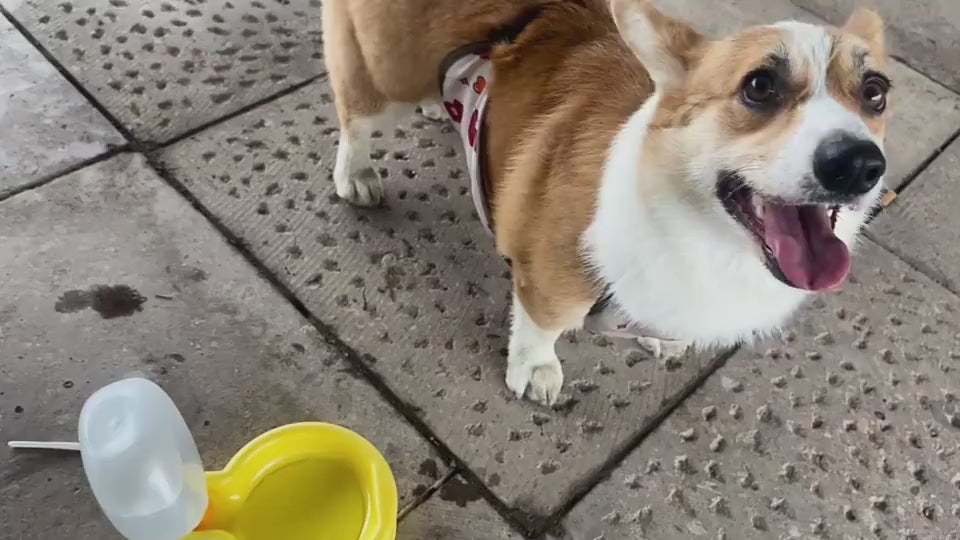 Portable pet water bottle with foldable bowl and leak-proof design for dogs and cats travel hydration video